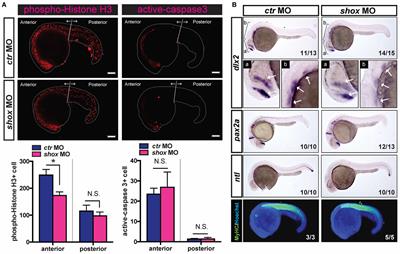 The Short-Stature Homeobox-Containing Gene (shox/SHOX) Is Required for the Regulation of Cell Proliferation and Bone Differentiation in Zebrafish Embryo and Human Mesenchymal Stem Cells